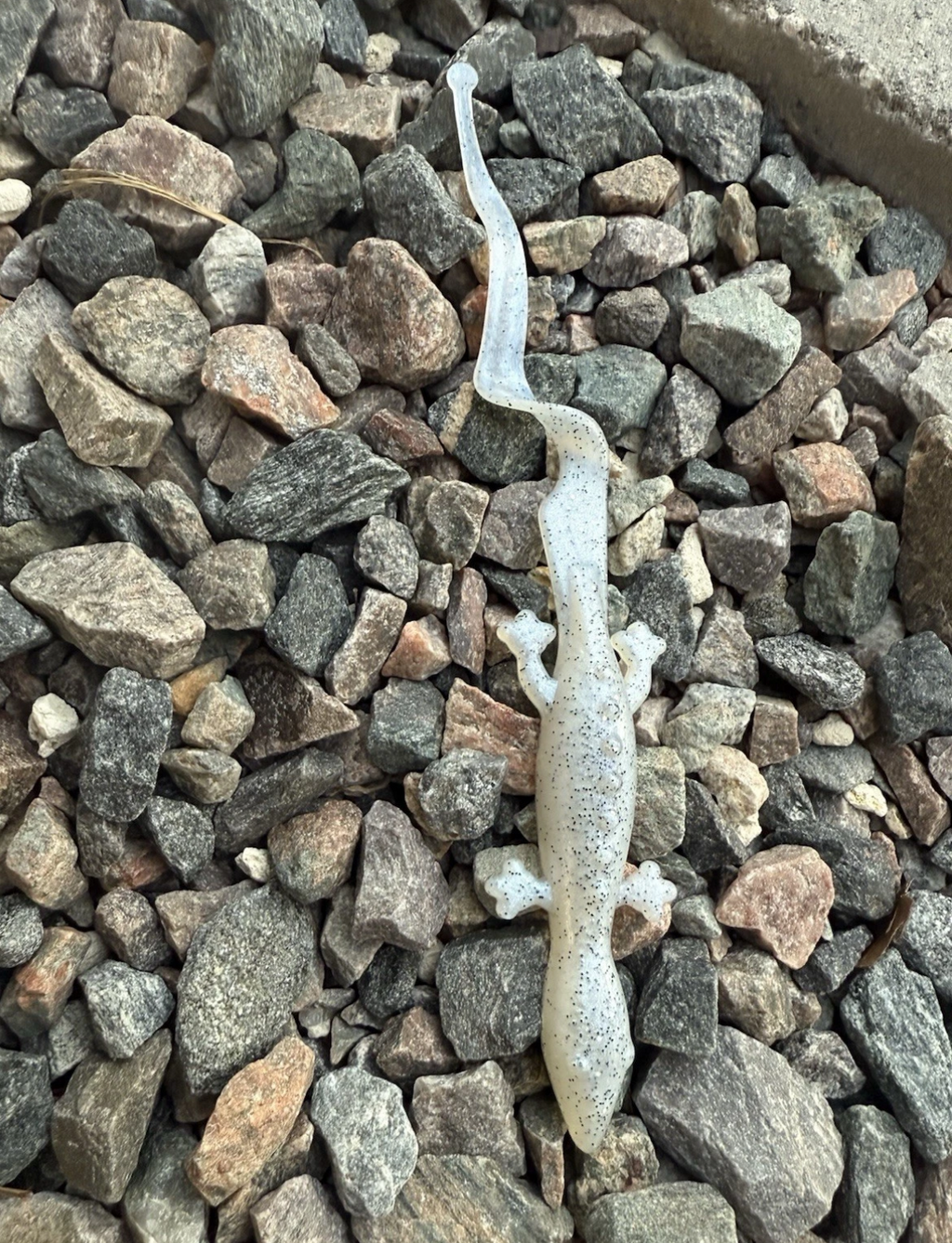 8.5 Inch Aluminum Lizard Mold